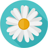 Mật ong Mimi Daisy